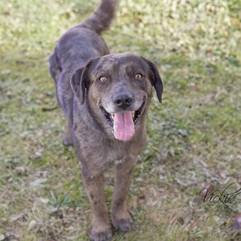 Rescue Catahoula Leopard Dog and Mixed Breed Dogs for Adoption in Abilene, Texas - Brutus | PetCurious