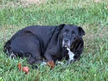 Betty #156 -  Labrador Retriever Dog for Adoption in New Lexington, Ohio - Betty #156 | PetCurious