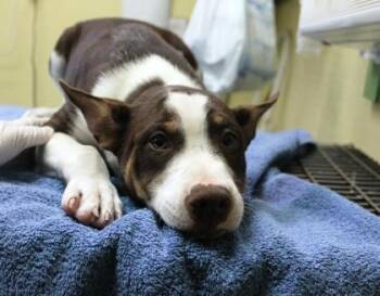 Border Collie and Mixed Breed Dogs Available for Adoption in Picayune, Mississippi - Zarek | PetCurious