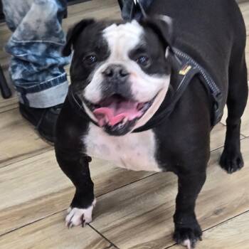 Chanel -  English Bulldog Dog for Adoption in Newark, New Jersey - Chanel | PetCurious