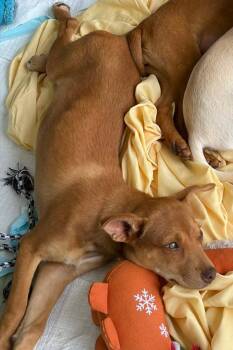 Miniature Pinscher Dogs Available for Adoption in South Kingstown, Rhode Island - Pinnochio Puppet | PetCurious