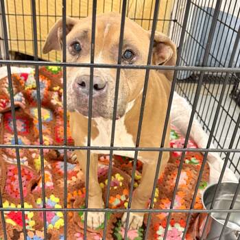 Rescue Mixed Breed Dogs for Adoption in Philadelphia, Pennsylvania - Jamie | PetCurious