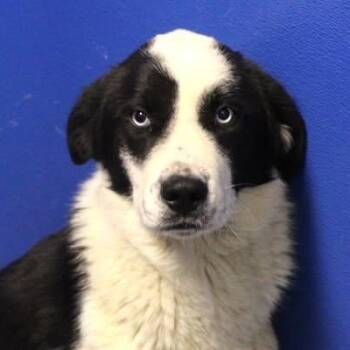 26-00929 -  Border Collie Dog for Adoption in Fredericksburg, Virginia - 26-00929 | PetCurious