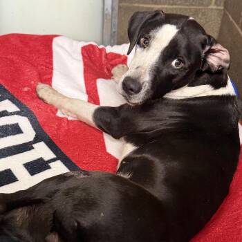 Luxury -  Mixed Breed Dog for Adoption in Pauls Valley, Oklahoma - Luxury | PetCurious