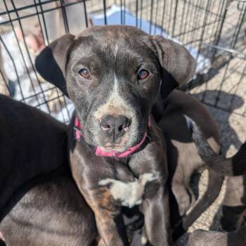 Pit Bull Terrier Dogs Available for Adoption - Juliet | PetCurious