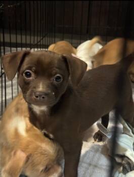 Rescue Chihuahua Dogs for Adoption in Los Angeles, California - Muffin | PetCurious