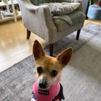 Chihuahua Dogs Available for Adoption - Tater | PetCurious