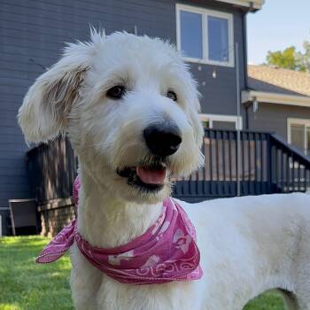 CLEO-COLORADO (FEMALE GOLDENDOODLE IN FORT COLLINS, COLORADO) -  Goldendoodle Dog for Adoption in Houston, Texas - CLEO-COLORADO (FEMALE GOLDENDOODLE IN FORT COLLINS, COLORADO) | PetCurious