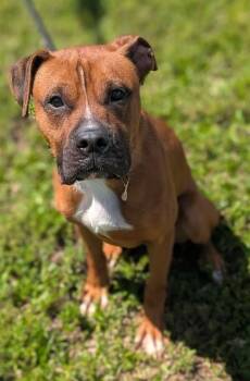 Boxer Dogs Available for Adoption - BELLY | PetCurious