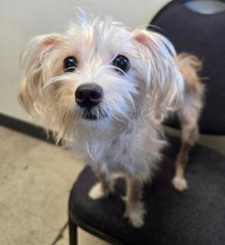 Shibby -  Mixed Breed Dog for Adoption in Eugene, Oregon - Shibby | PetCurious