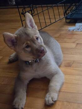 Ice Man -  Terrier Dog for Adoption in New London, Wisconsin - Ice Man | PetCurious
