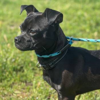 Pug and Chihuahua Dogs Available for Adoption - Polo | PetCurious
