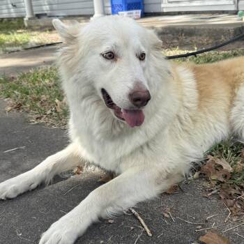 Akira -  Husky and Golden Retriever Dog for Adoption in Liverpool, Texas - Akira | PetCurious