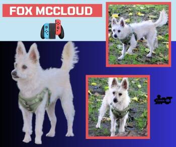 Rescue Terrier Dogs for Adoption in Lindsay, California - Fox McCloud | PetCurious