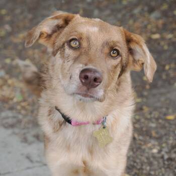 LYRIDS -  Retriever and Mixed Breed Dog for Adoption in Richmond, California - LYRIDS | PetCurious