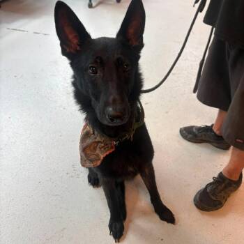 Paul Munsky Stray Hold 7/11 -  Mixed Breed Dog for Adoption in Huntington, West Virginia - Paul Munsky Stray Hold 7/11 | PetCurious