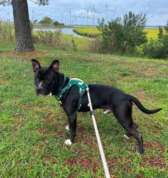 Bowser -  Pit Bull Terrier Dog for Adoption in Rockville, Maryland - Bowser | PetCurious