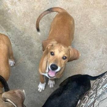Sue -  Black Labrador Retriever and Beagle Dog for Adoption in Enterprise, Alabama - Sue | PetCurious