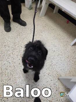 Baloo -  Maltese Dog for Adoption in Rocky Mount, North Carolina - Baloo | PetCurious