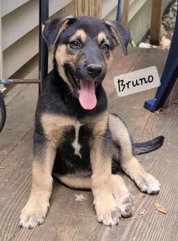 Bruno -  German Shepherd Dog and Husky Dog for Adoption in Prince Frederick, Maryland - Bruno | PetCurious