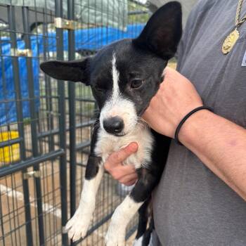 Mixed Breed Dogs Available for Adoption in Lake Jackson, Texas - Sophie | PetCurious