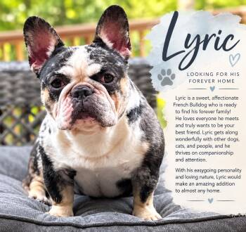 Lyric -  French Bulldog Dog for Adoption in Greenwich, New York - Lyric | PetCurious