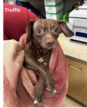 Truffle -  Mixed Breed Dog for Adoption in Munster, Indiana - Truffle | PetCurious