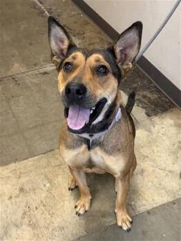 LAVENDER -  German Shepherd Dog and Mixed Breed Dog for Adoption in Ontario, California - LAVENDER | PetCurious
