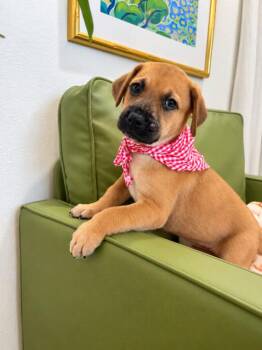 Bosa Butterscotch -  Labrador Retriever and German Shepherd Dog Dog for Adoption in Friendswood, Texas - Bosa Butterscotch | PetCurious