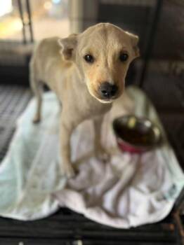 Mixed Breed Dogs Available for Adoption in Town 