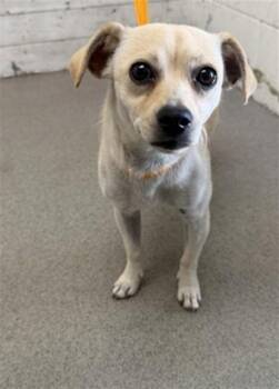 MARLEY -  Chihuahua and Mixed Breed Dog for Adoption in San Bernardino, California - MARLEY | PetCurious