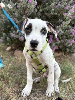 Rescue Dalmatian and Australian Cattle Dog Blue Heeler Dogs for Adoption in Millcreek, Utah - Jabber | PetCurious