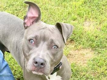 Mixed Breed Dogs Available for Adoption in Georgetown, Texas - Holly | PetCurious