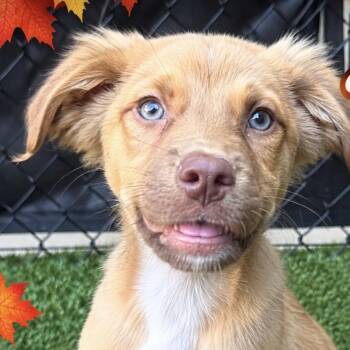 Fuego -  Retriever Dog for Adoption in Copiague, New York - Fuego | PetCurious