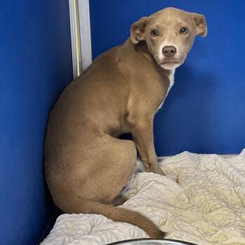 Mixed Breed Dogs Available for Adoption in Las Cruces, New Mexico - Cannabis | PetCurious