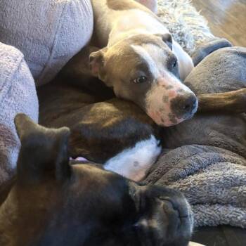 Pit Bull Terrier Dogs Available for Adoption in Des Moines, Iowa - Douglas | PetCurious