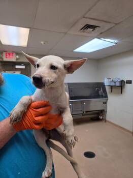 Tater Tot -  German Shepherd Dog and Labrador Retriever Dog for Adoption in Nacogdoches, Texas - Tater Tot | PetCurious