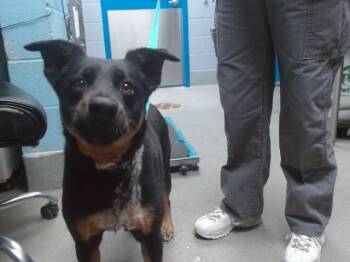 Australian Cattle Dog Blue Heeler and Mixed Breed Dogs Available for Adoption in Albuquerque, New Mexico - AKESHA | PetCurious