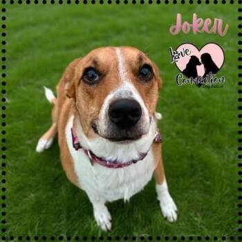 Joker -  Shepherd and Australian Shepherd Dog for Adoption in Gilbert, Arizona - Joker | PetCurious