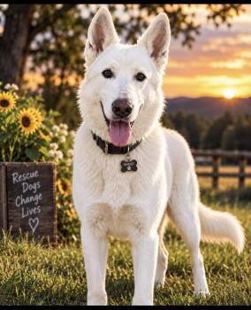 Ghost -  Husky and German Shepherd Dog Dog for Adoption in Cumming, Georgia - Ghost | PetCurious