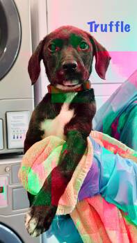 Mixed Breed Dogs Available for Adoption in Rock Hill, New York - Truffle | PetCurious