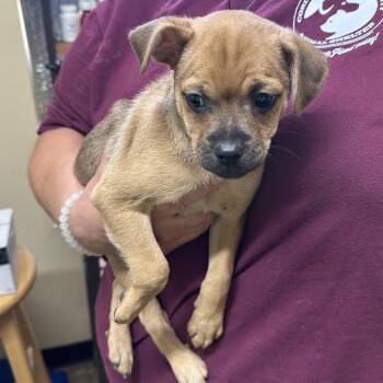 Pudge -  Mixed Breed and Pug Dog for Adoption in Corinth, Mississippi - Pudge | PetCurious