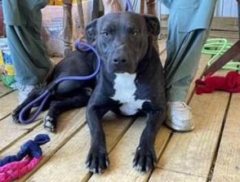 Rescue Pit Bull Terrier and Black Labrador Retriever Dogs for Adoption in Cowen, West Virginia - AXEL | PetCurious
