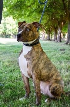 Courage -  Pit Bull Terrier and Catahoula Leopard Dog Dog for Adoption in Yakima, Washington - Courage | PetCurious