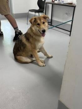 863-26 -  German Shepherd Dog and Mixed Breed Dog for Adoption in Cumming, Georgia - 863-26 | PetCurious