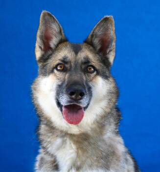 DAKOTA -  German Shepherd Dog Dog for Adoption in Pasadena, California - DAKOTA | PetCurious