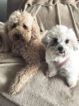 Rescue Bichon Frise and Mixed Breed Dogs for Adoption in Tipp City, Ohio - Honeycrisp | PetCurious