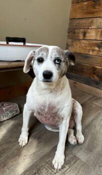 Australian Cattle Dog Blue Heeler and Beagle Dogs Available for Adoption in Genoa, Illinois - Abby | PetCurious