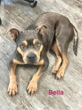 BELLA -  Bulldog and American Staffordshire Terrier Dog for Adoption in Madisonville, Louisiana - BELLA | PetCurious