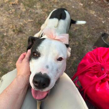 Sissy Moo Cow -  American Staffordshire Terrier and Mixed Breed Dog for Adoption in Saugus, Massachusetts - Sissy Moo Cow | PetCurious